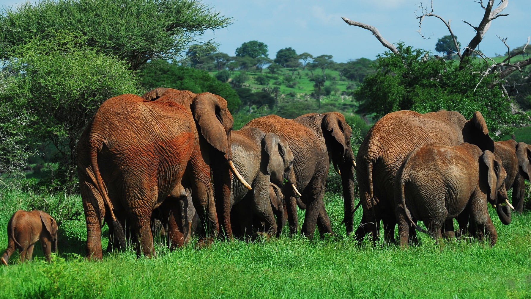 Big Elephant Family in Tarangire National Park, Arusha, Tanzania