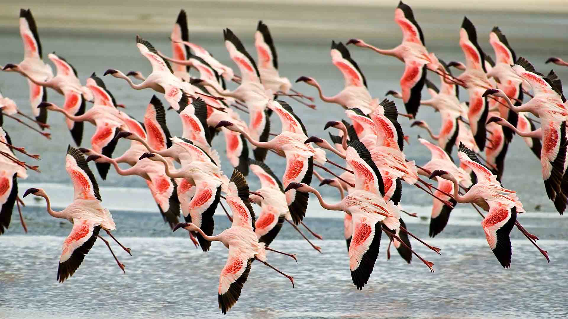 Greater Flamingoes in Lake Manyara, Tanzania