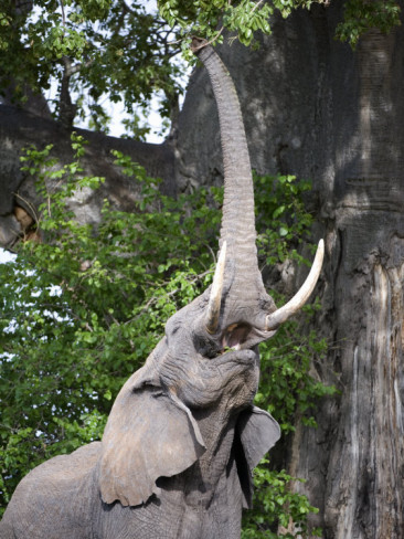 African Elephant reaching for baobab tree leaves tarangire national park tanzania