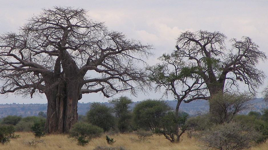 Baobabs in Tarangire National Park