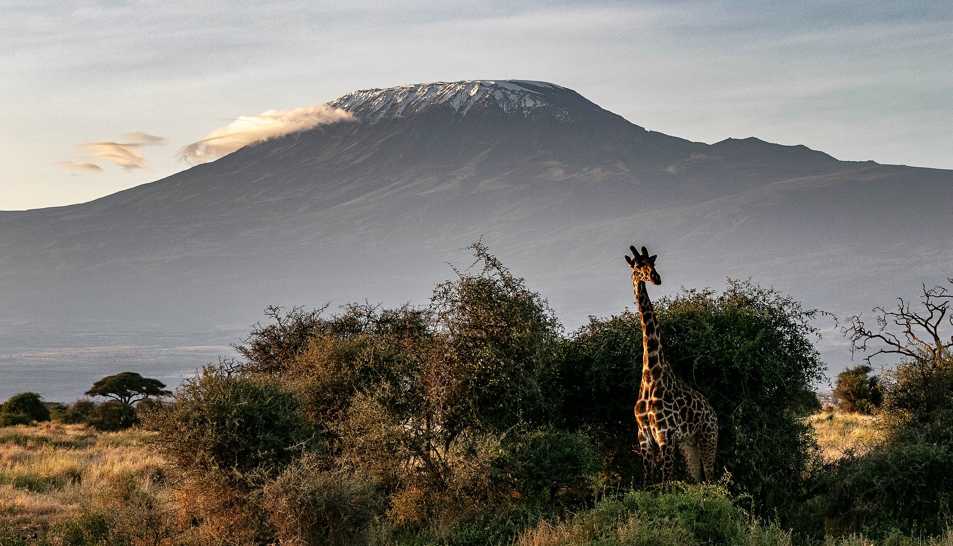 Kilimanjaro National Park Wildlife