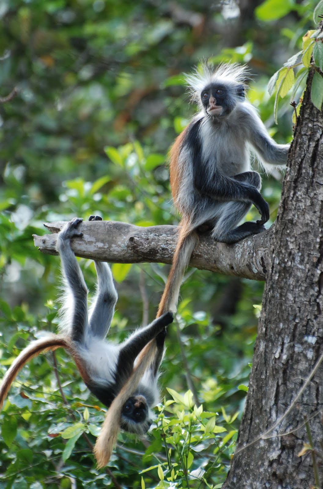 Red Colobus in Arusha National Park