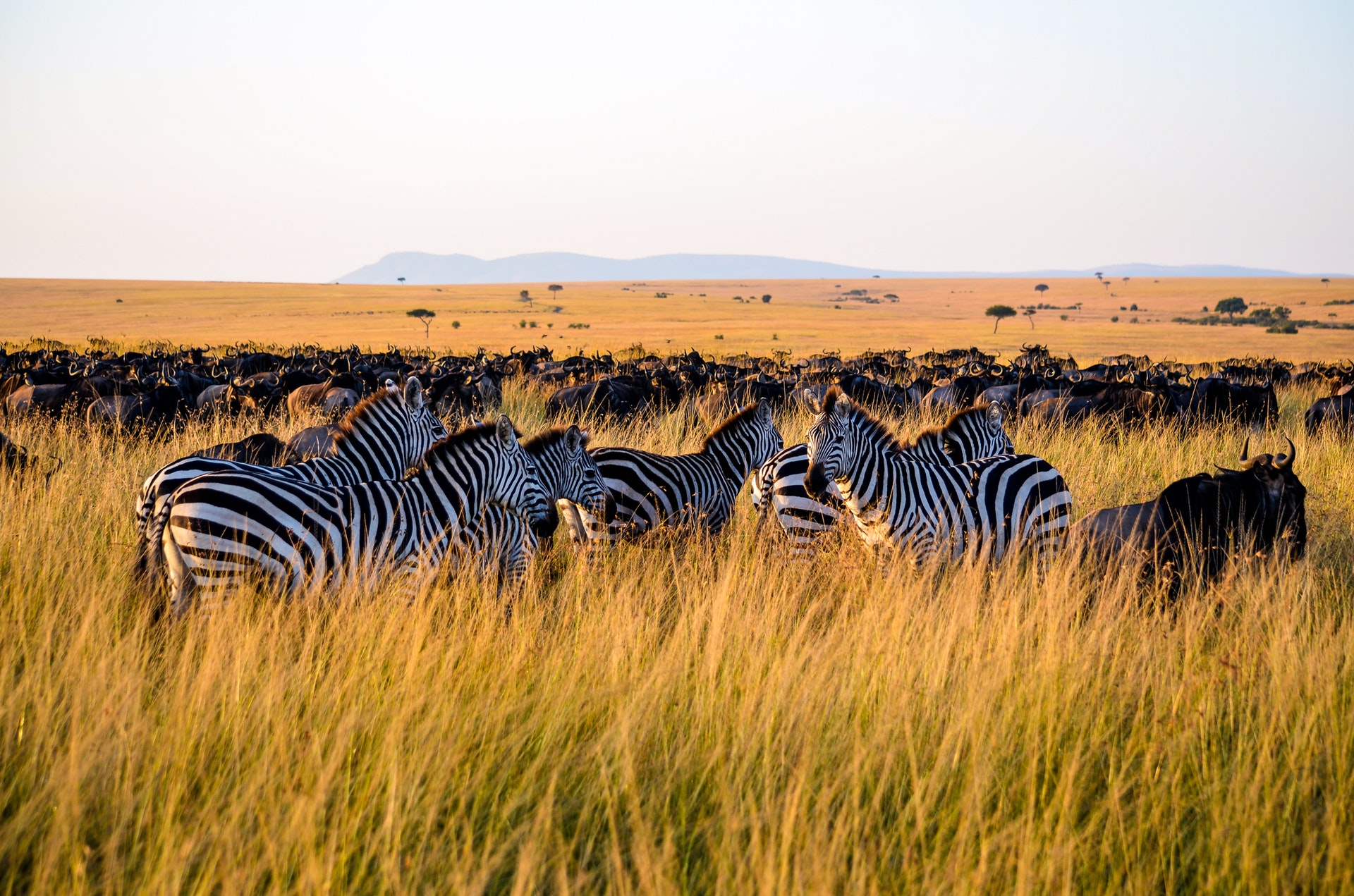 Serengeti Great Migration