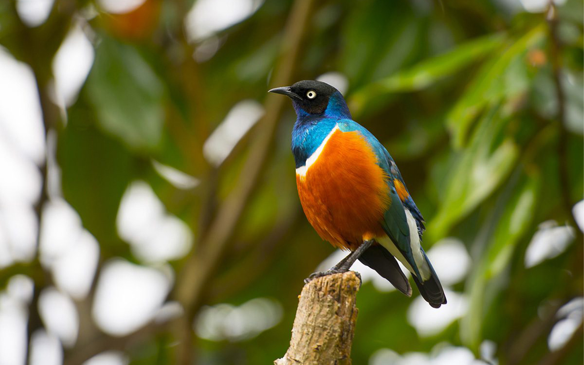 Starling Bird in Tanzania