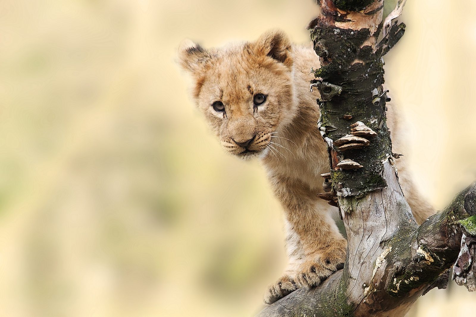 Tanzania Safari lion cub scaled 1