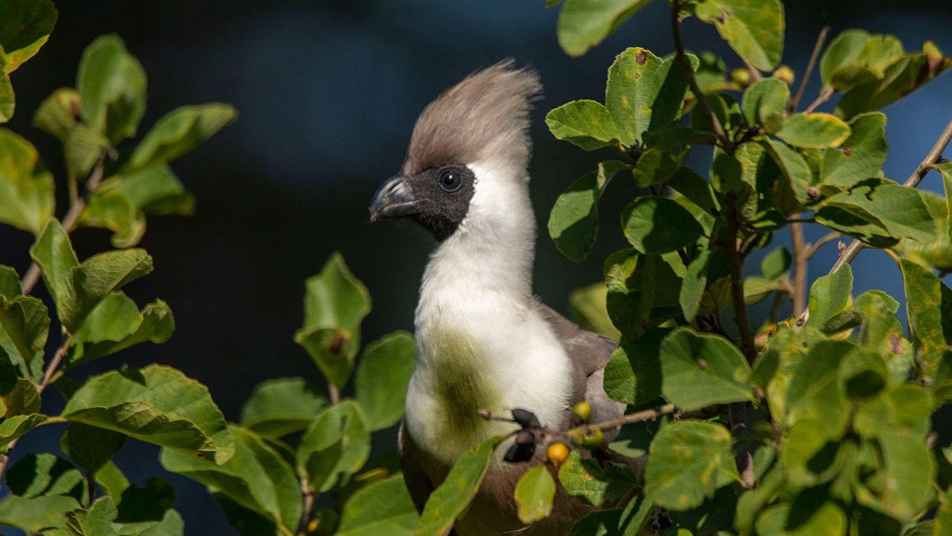 Tarangire National Park Bird Watching