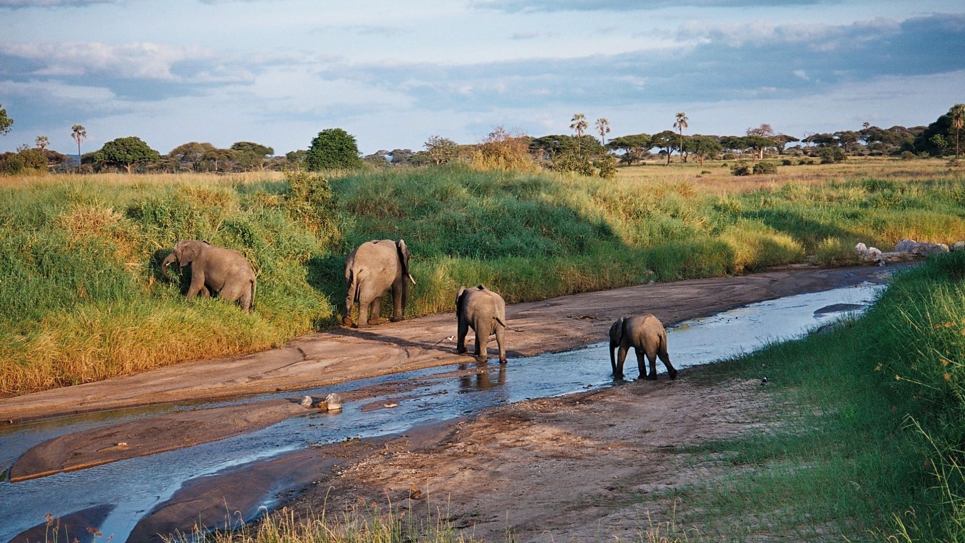 Tarangire Rivers  