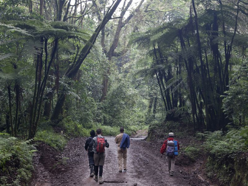 Umbwe Route, Kilimanjaro