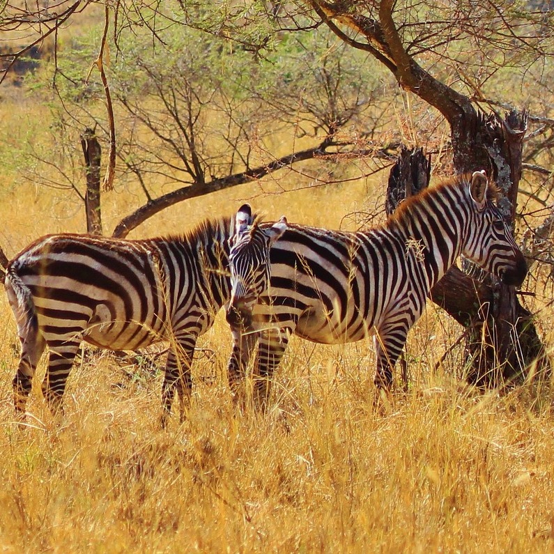 Zebra Grazing in serengeti